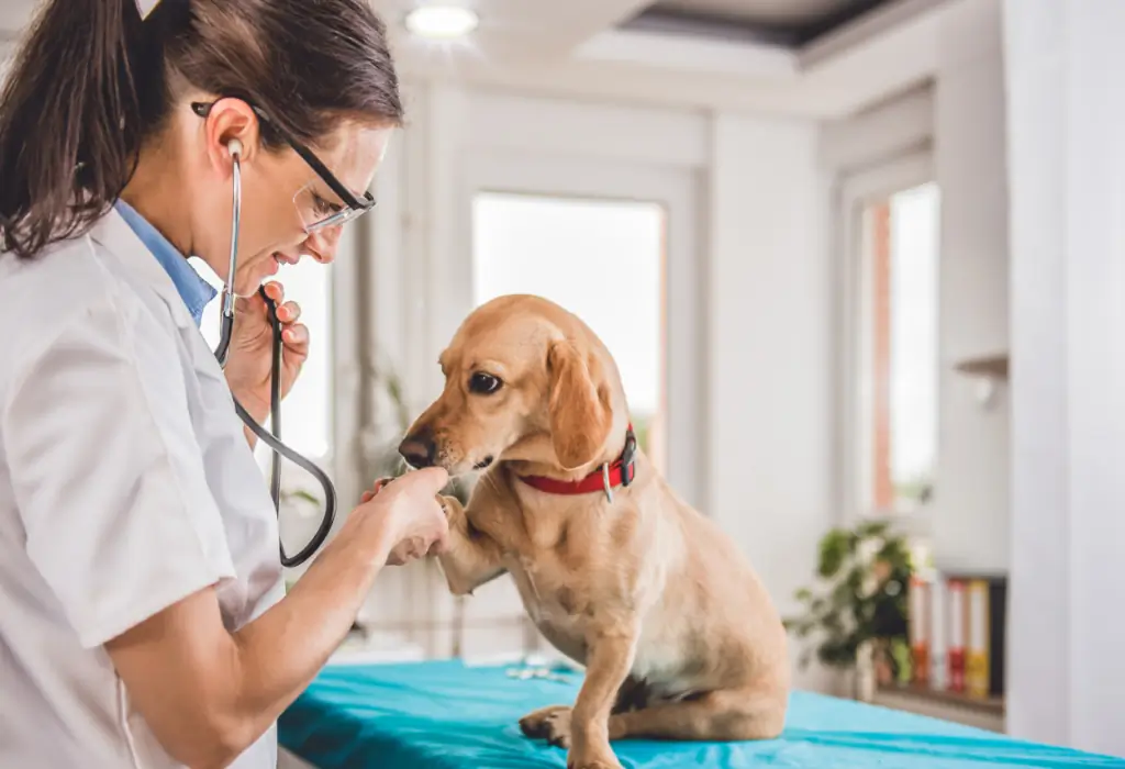 What causes depression in veterinarians?