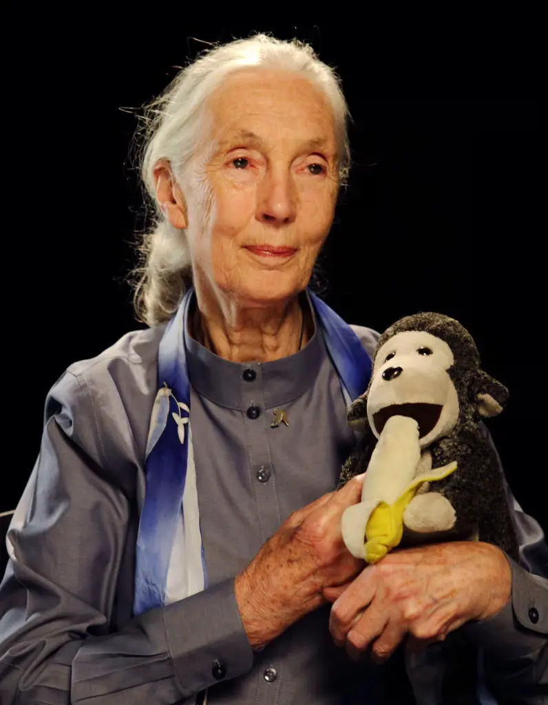 Jane Goodall with a stuffed monkey